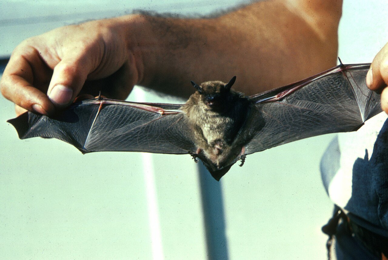 Bats