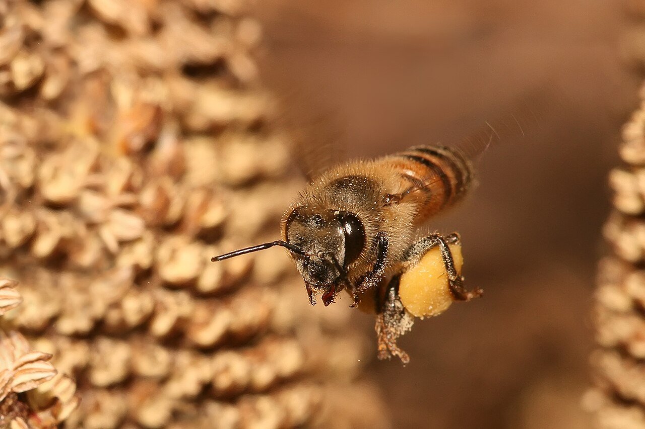Bees