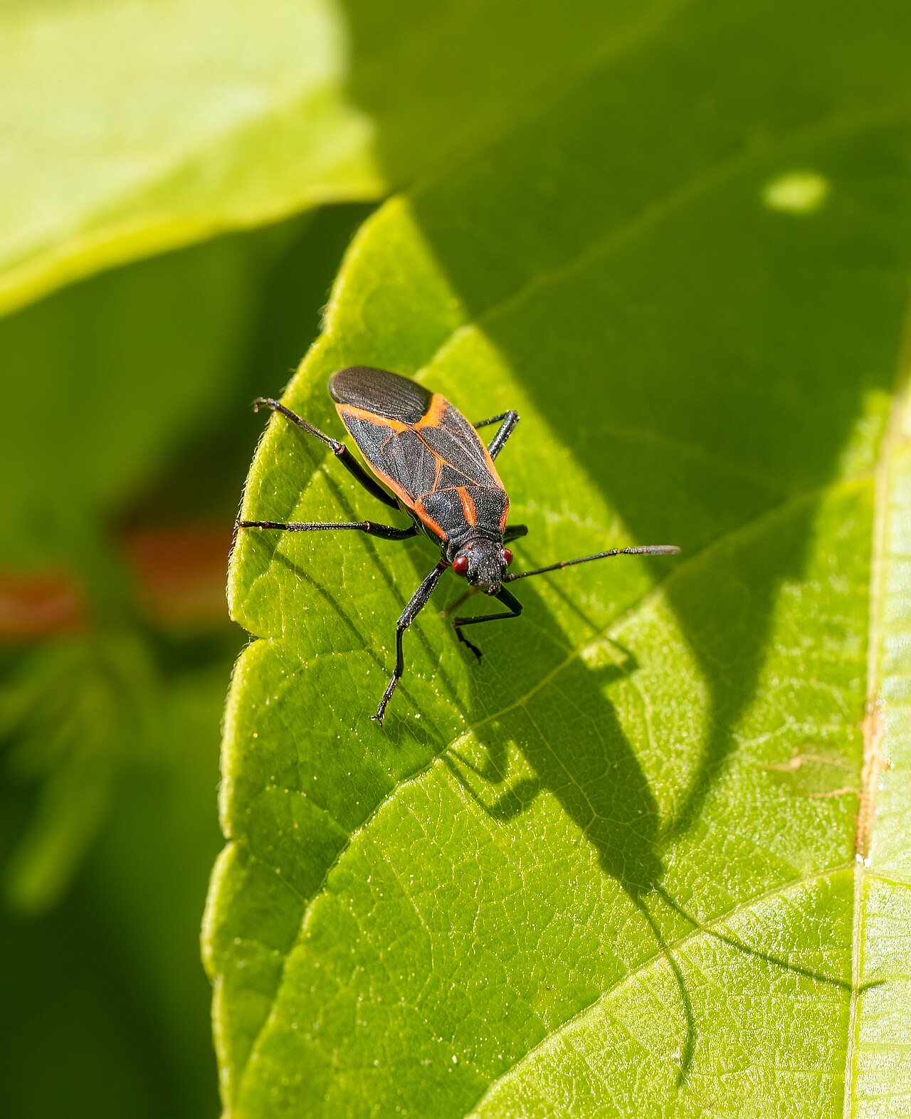Box Elder Bugs