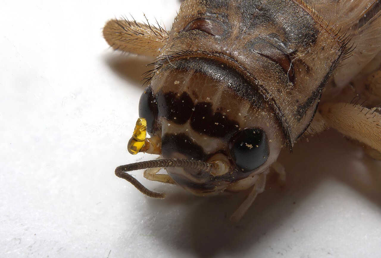 Crickets