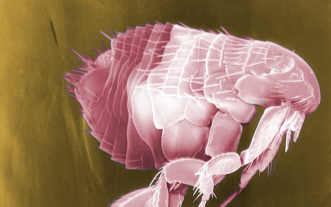 Fleas
