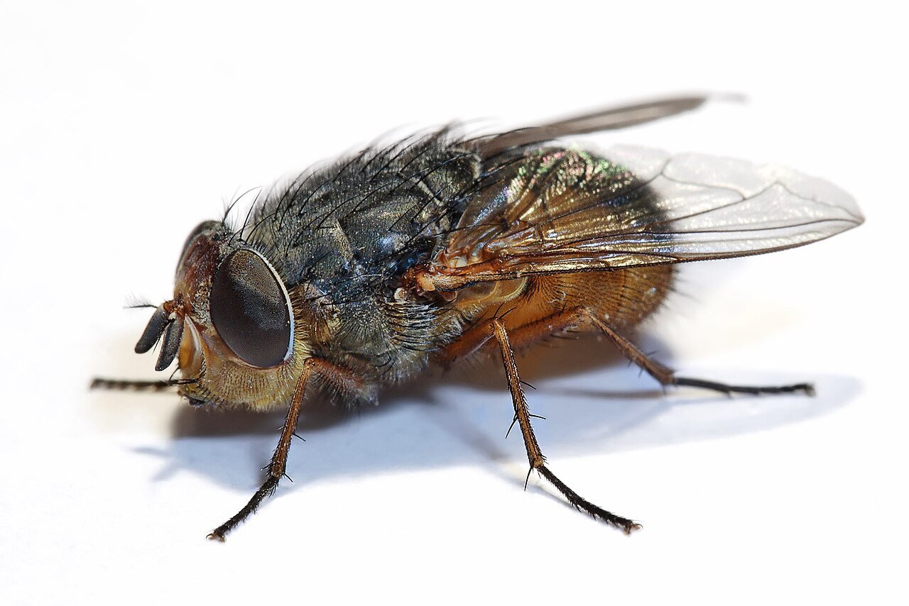 Flies