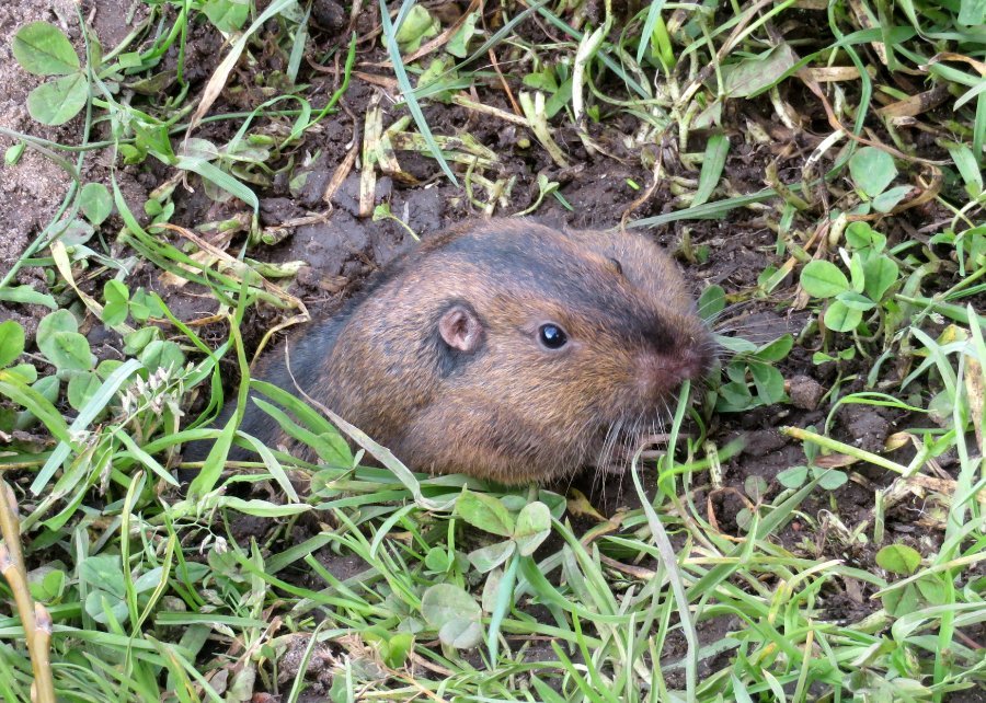 Gophers