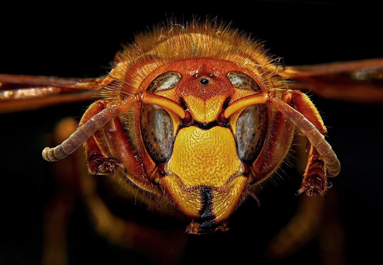 Hornets