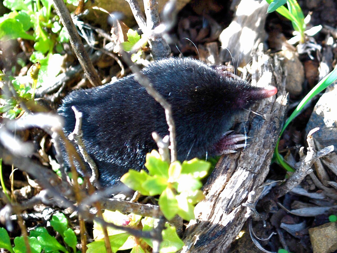 Moles