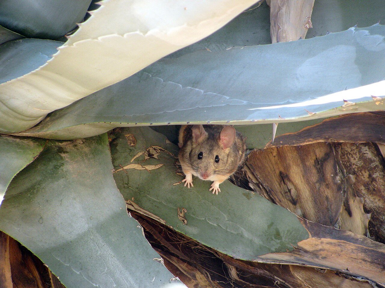 Pack Rats