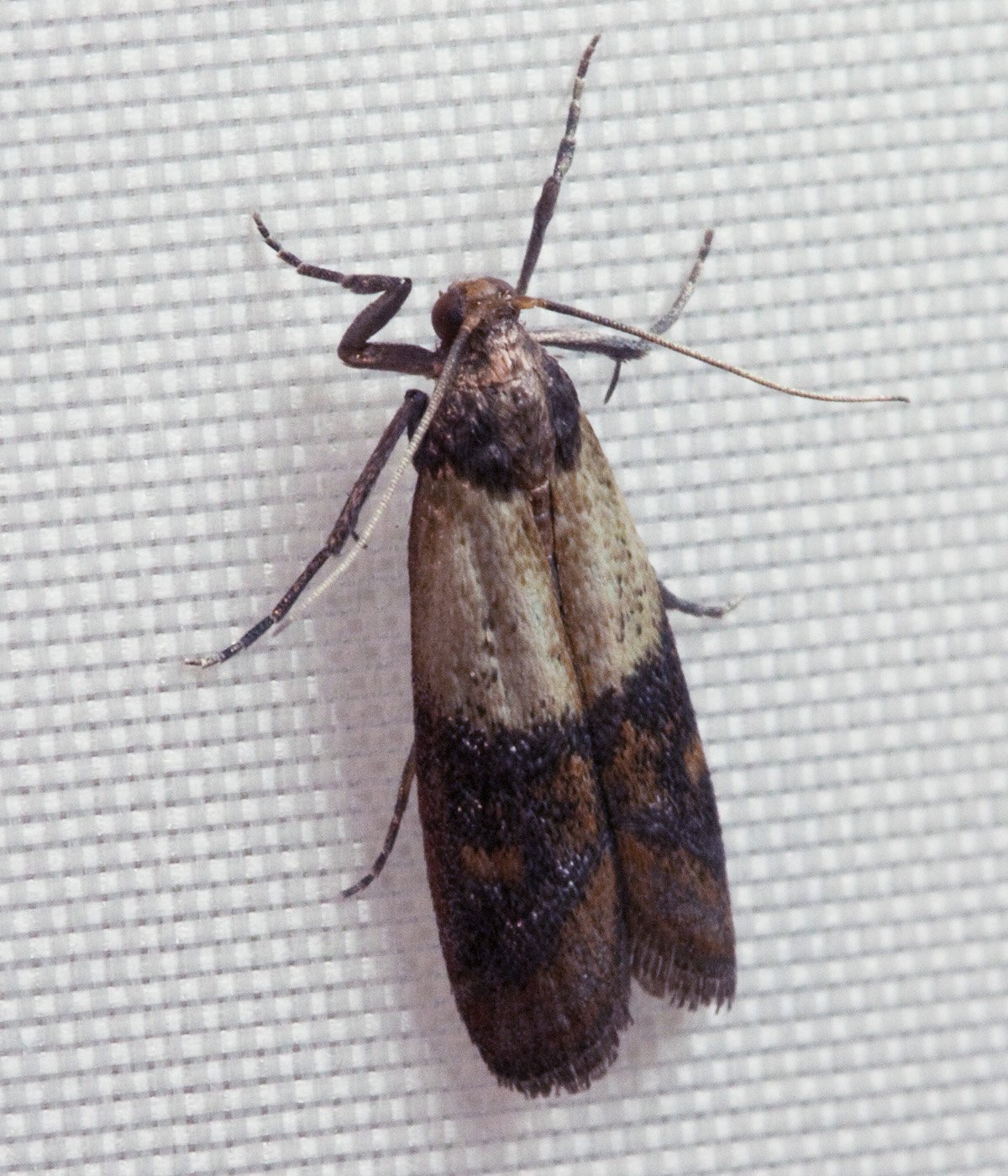 Pantry Pests