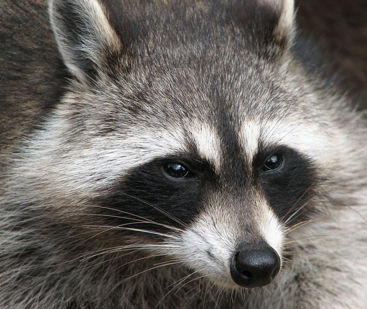 Raccoons