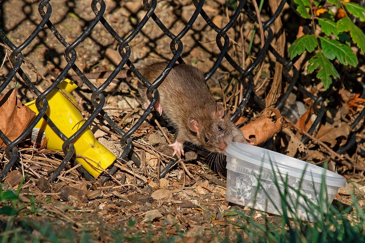 Rodents