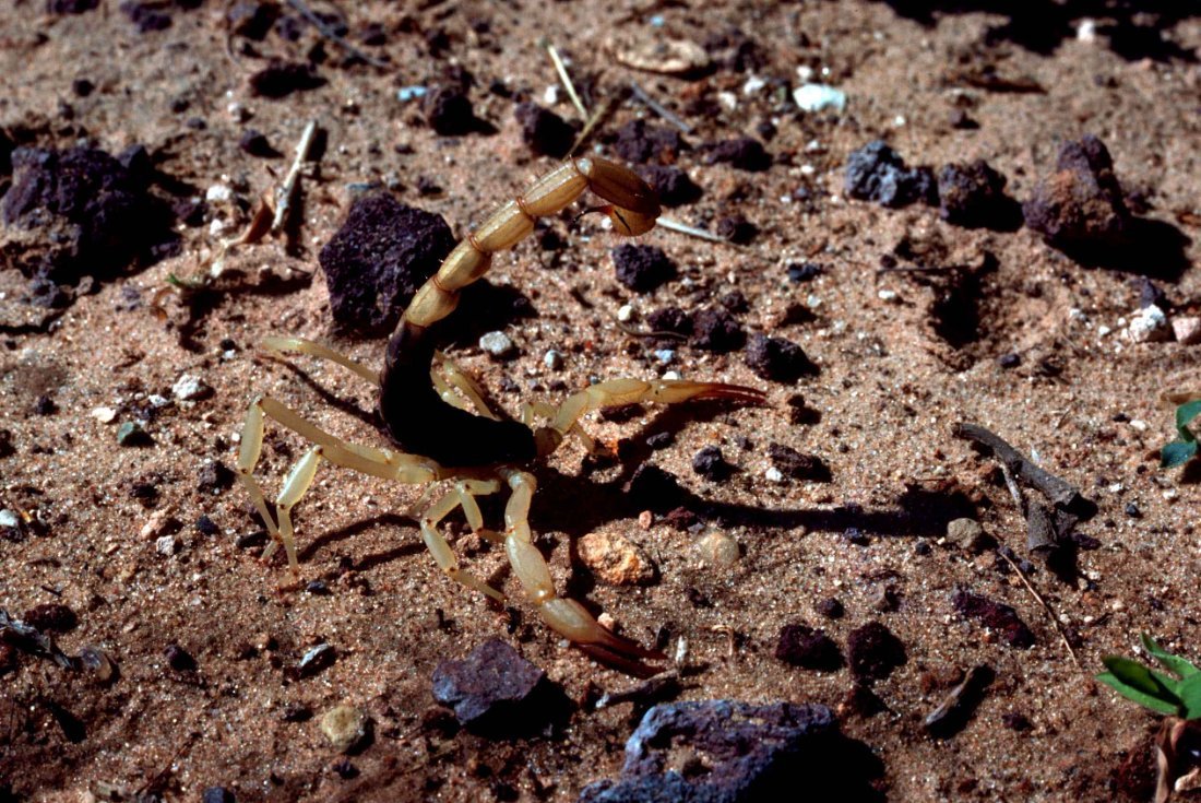 Scorpions
