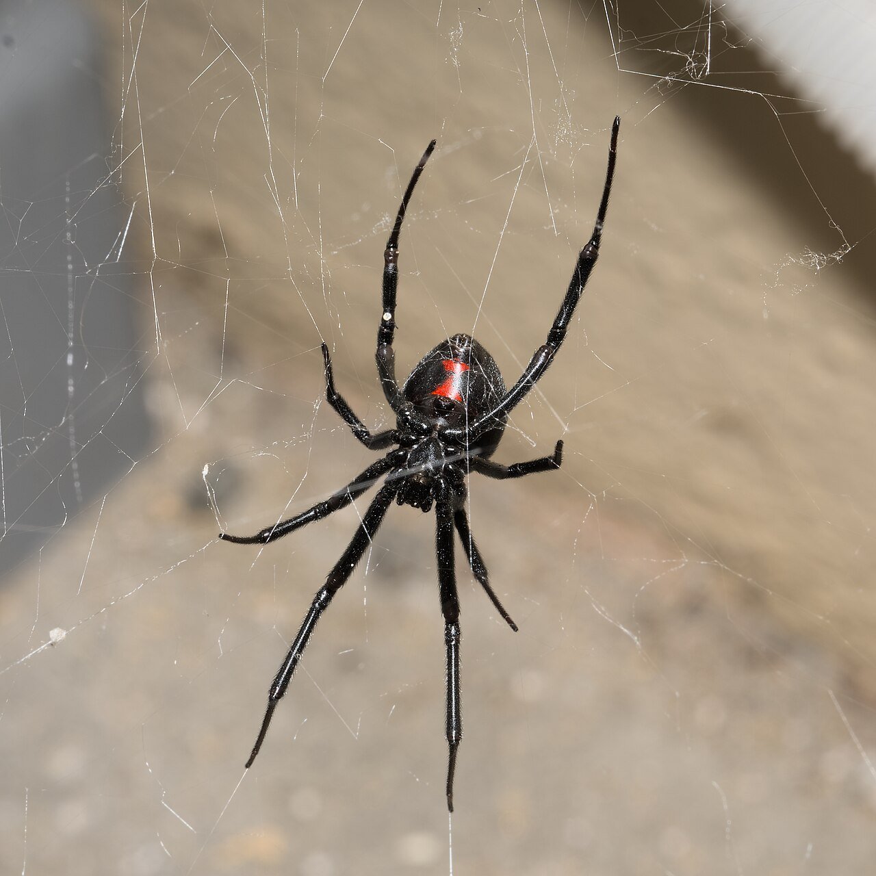 Spiders