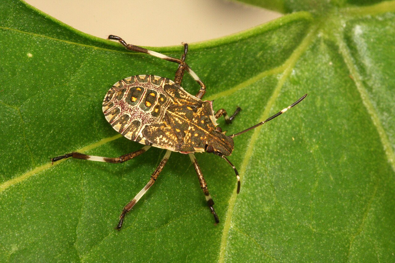 Stink Bugs
