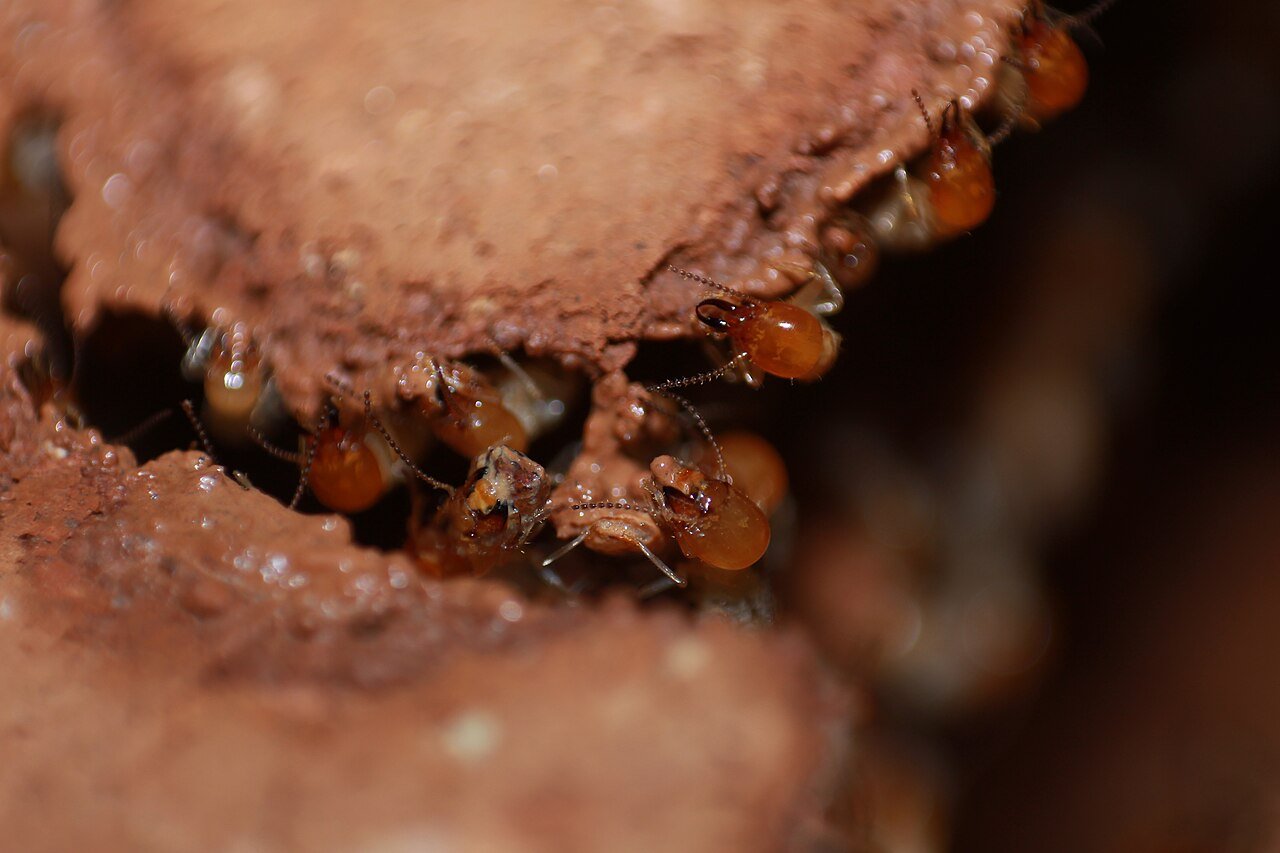 Termites