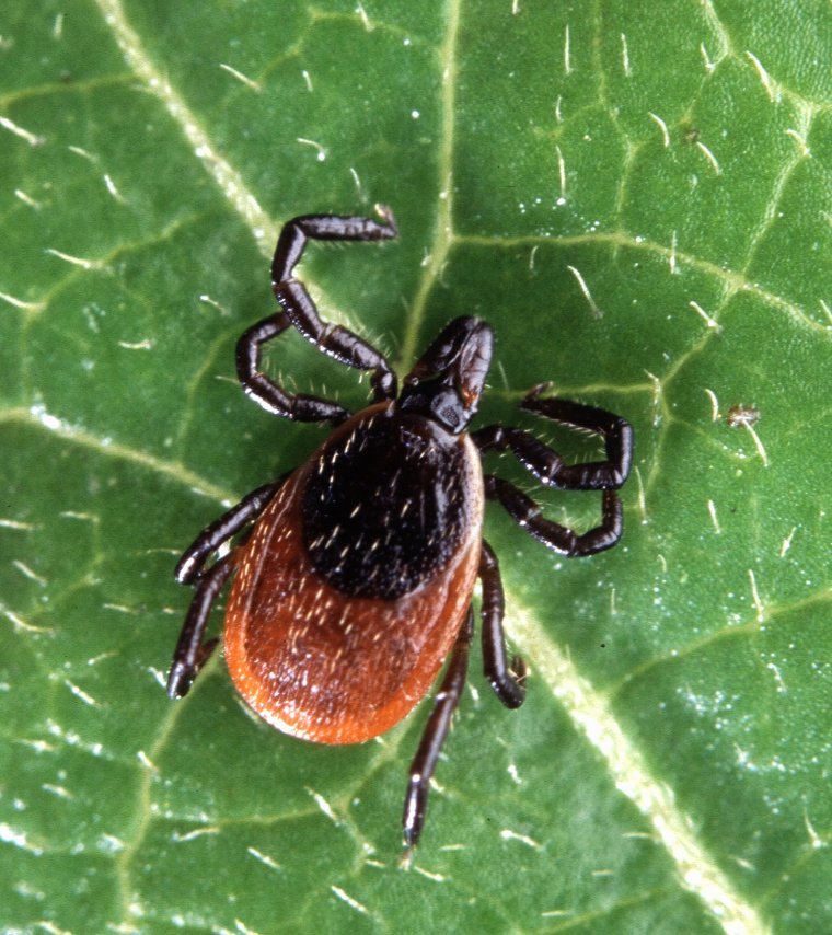 Ticks