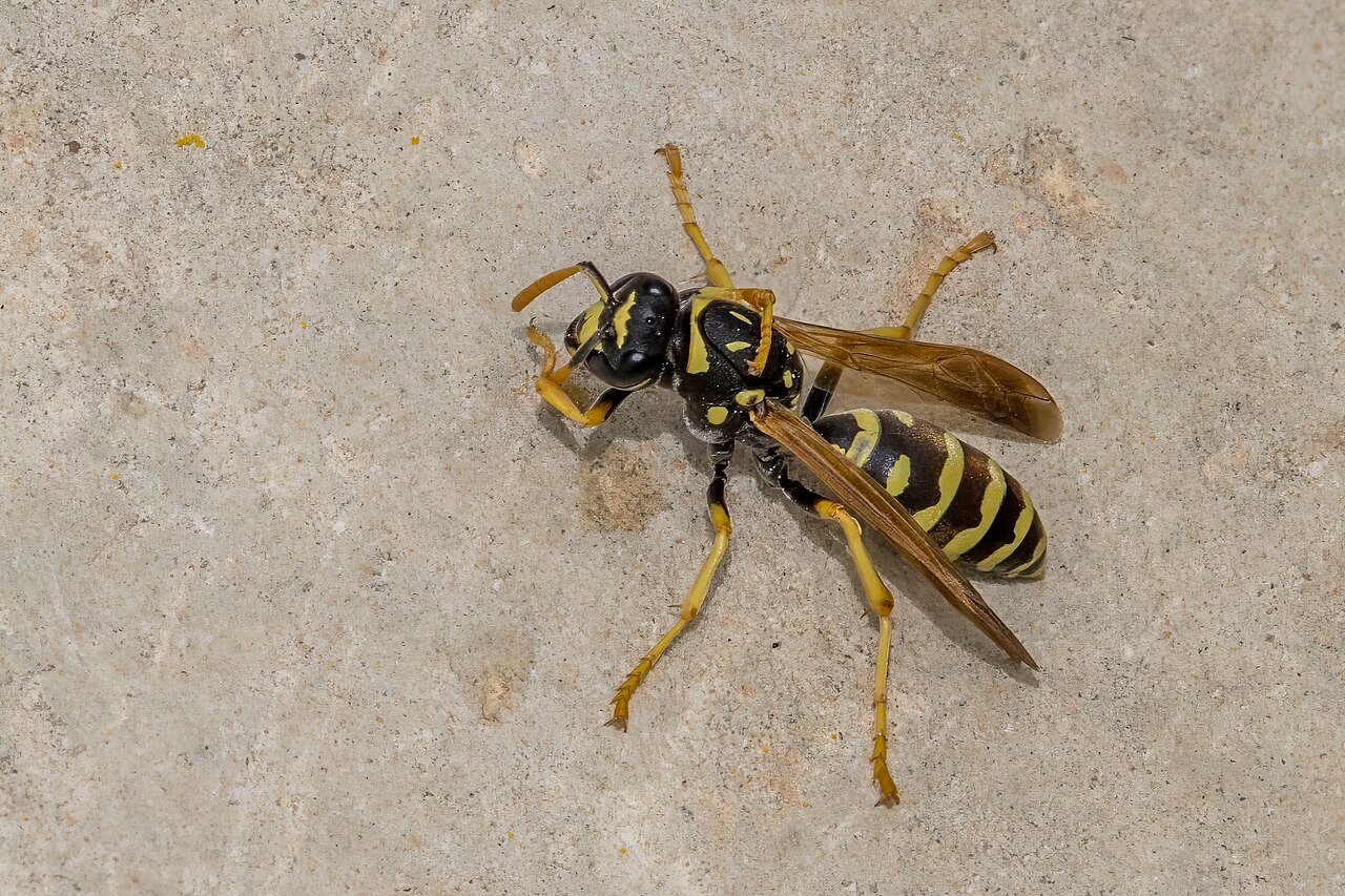 Wasps & Hornets
