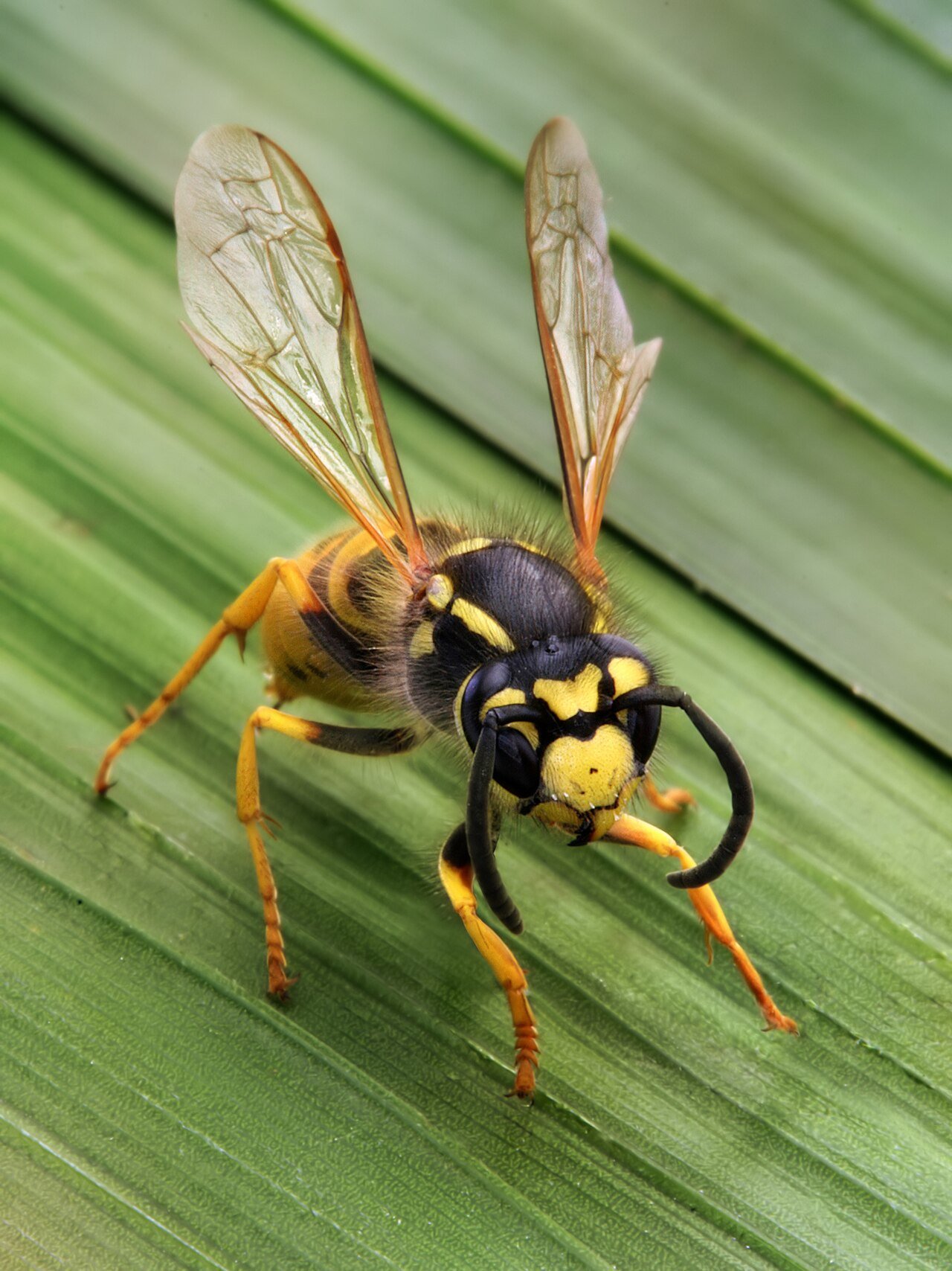 Yellow Jackets
